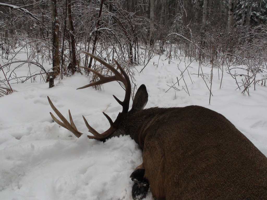 Forfaits de chasse au gros gibier au chevreuil — Antonichuk Outfitters – Antonichuk Outfitters